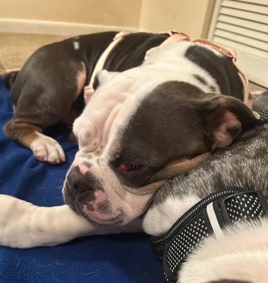 Enlarge Buddha and Princess Leia, a Adoptable mixed breed in Palm Harbor, FL image 6/6