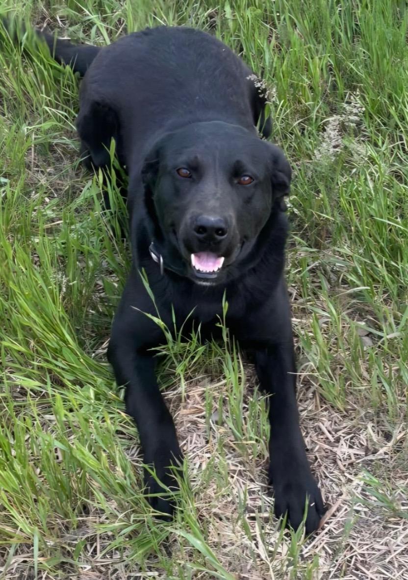 Artemis - Courtesy Listing see info, a ADOPTABLE Black Labrador Retriever in Polson, MT image 2/2
