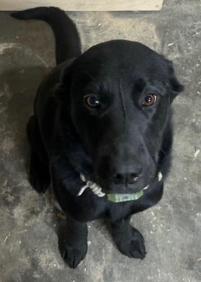 Artemis - Courtesy Listing see info, ADOPTABLE, Adult Female Black Labrador Retriever.