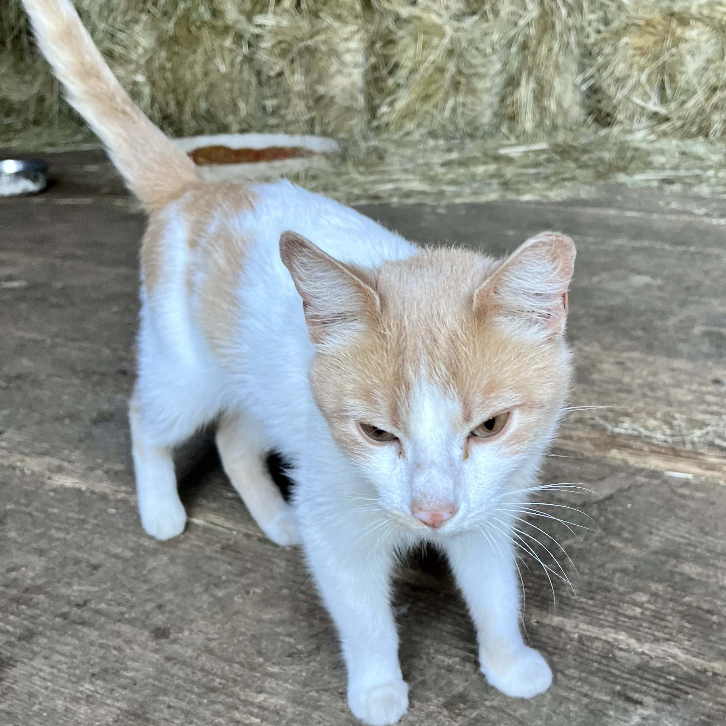 Enlarge Queen, a Adopted Domestic Short Hair in KNOXVILLE, MD image 2/2