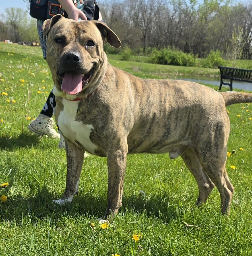 Elio, Adoptable, Adult Male Staffordshire Bull Terrier.