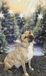 Enlarge Elio, a Adoptable Staffordshire Bull Terrier in Oskaloosa, IA image 2/3