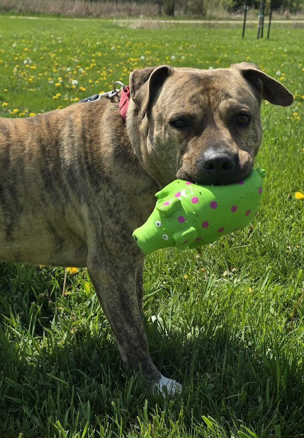Elio, a Adoptable Staffordshire Bull Terrier image 3/3