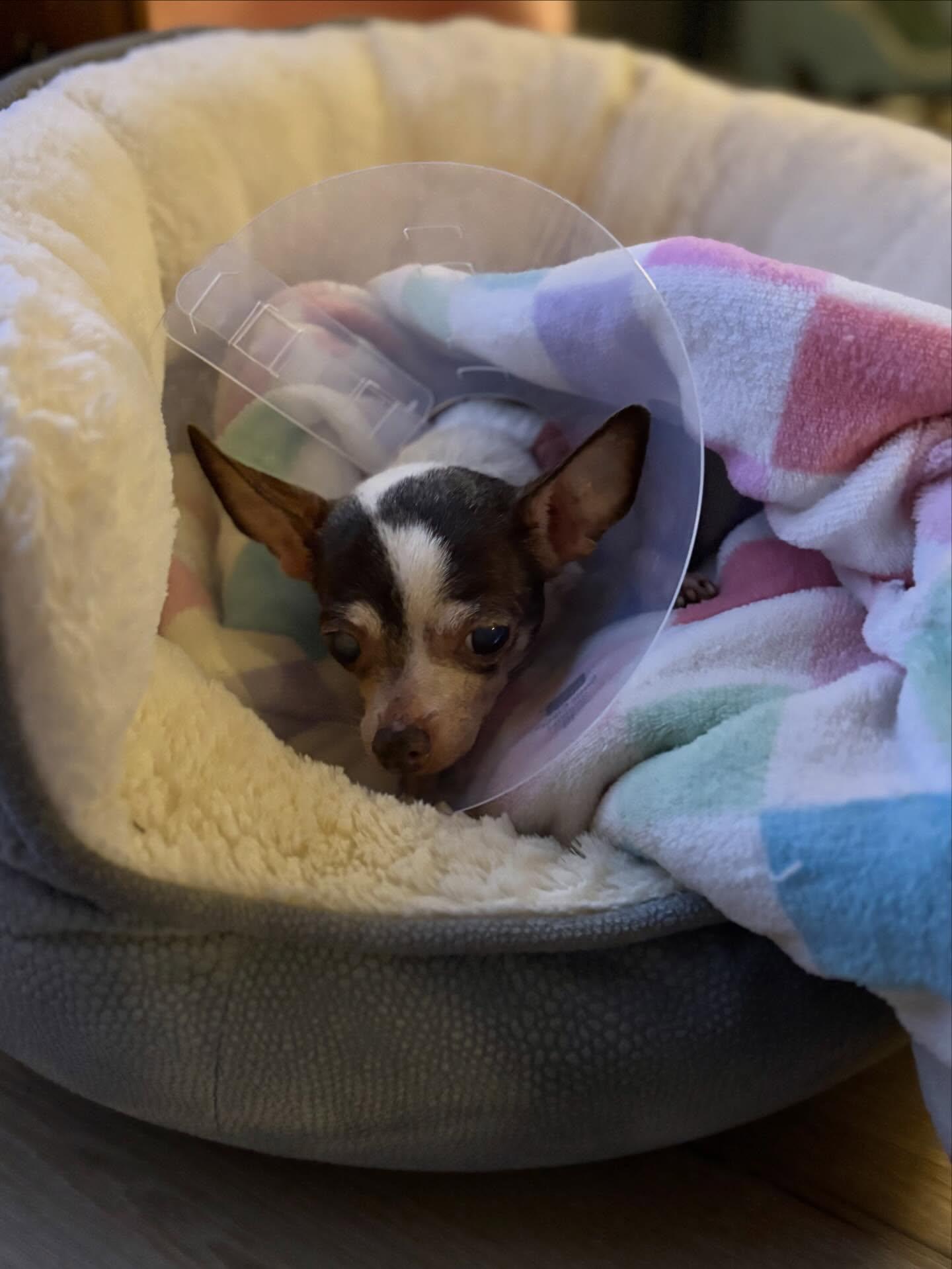Enlarge Rose Petal, a ADOPTABLE Chihuahua in Rancho Palos Verdes, CA image 3/5