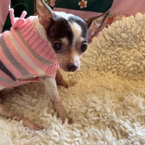 Enlarge Rose Petal, a ADOPTABLE Chihuahua in Rancho Palos Verdes, CA image 2/5