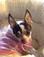 Enlarge Rose Petal, a ADOPTABLE Chihuahua in Rancho Palos Verdes, CA image 5/5