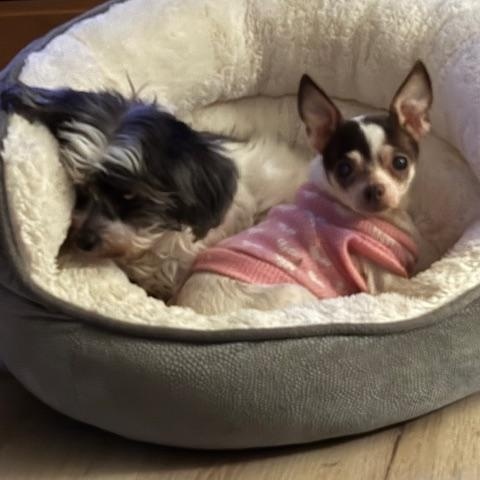 Enlarge Rose Petal, a ADOPTABLE Chihuahua in Rancho Palos Verdes, CA image 4/5