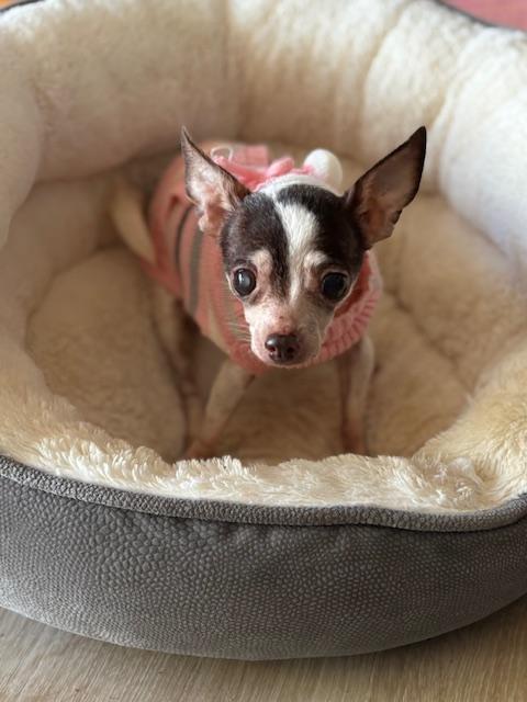 Enlarge Rose Petal, a ADOPTABLE Chihuahua in Rancho Palos Verdes, CA image 1/5