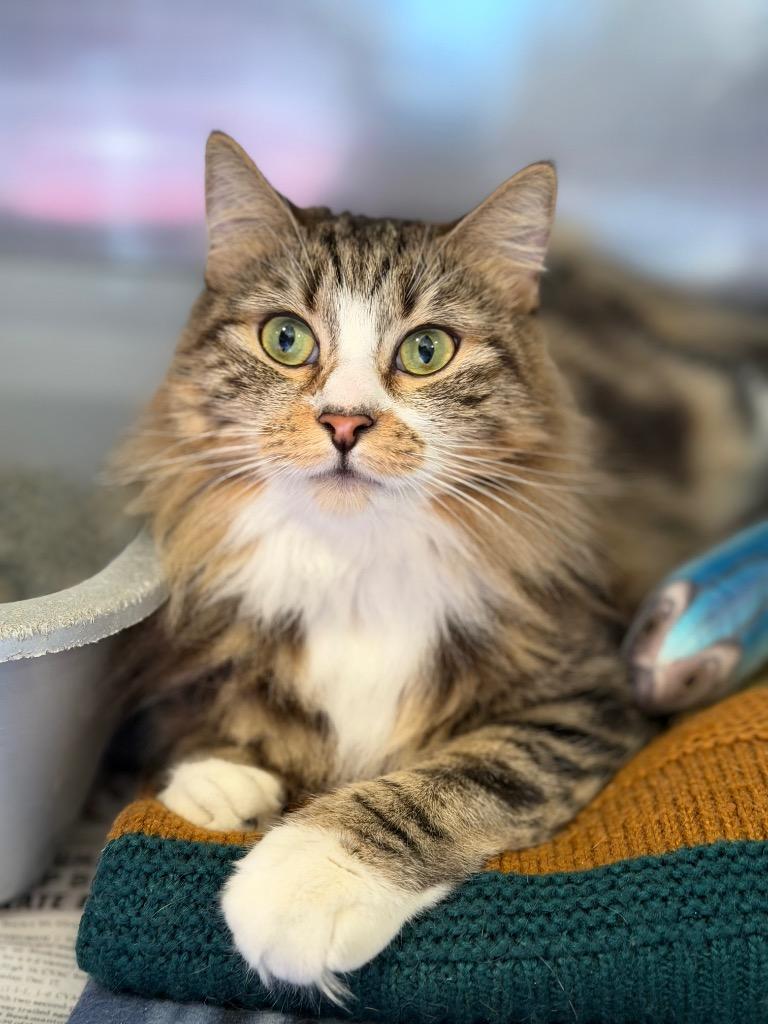 Lina, Adopted, Young Female Domestic Long Hair.