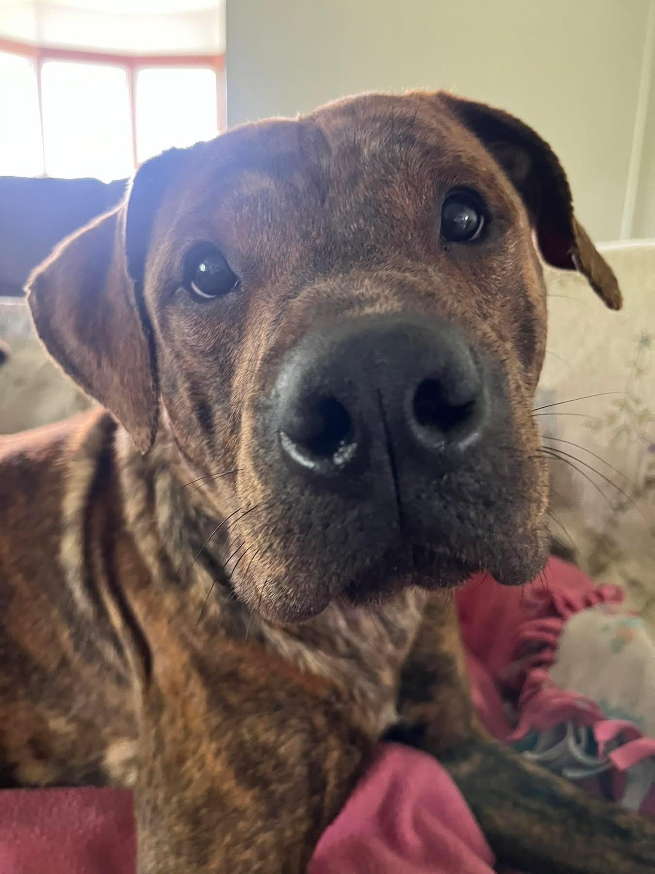 Murr, Young Male Terrier