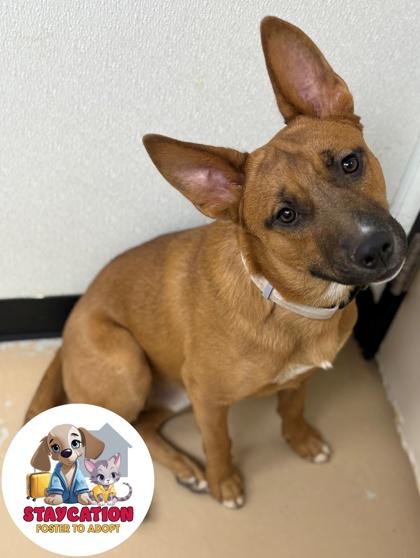 Rico de Gallo, Adoptable, Adult Male German Shepherd Dog & Cattle Dog.