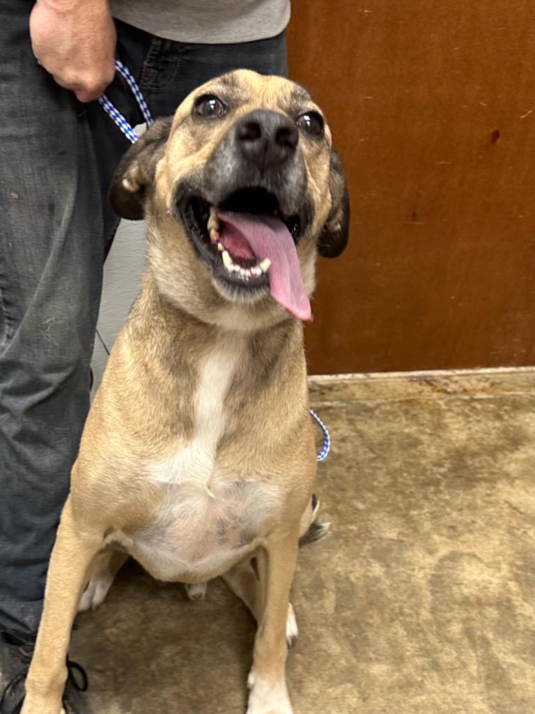 Roper, Adoptable, Adult Male Mixed Breed.