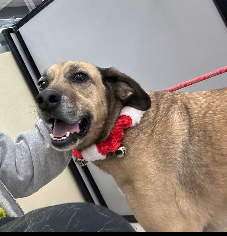 Enlarge Roper, a Adoptable Mixed Breed in Jonesboro, AR image 1/2