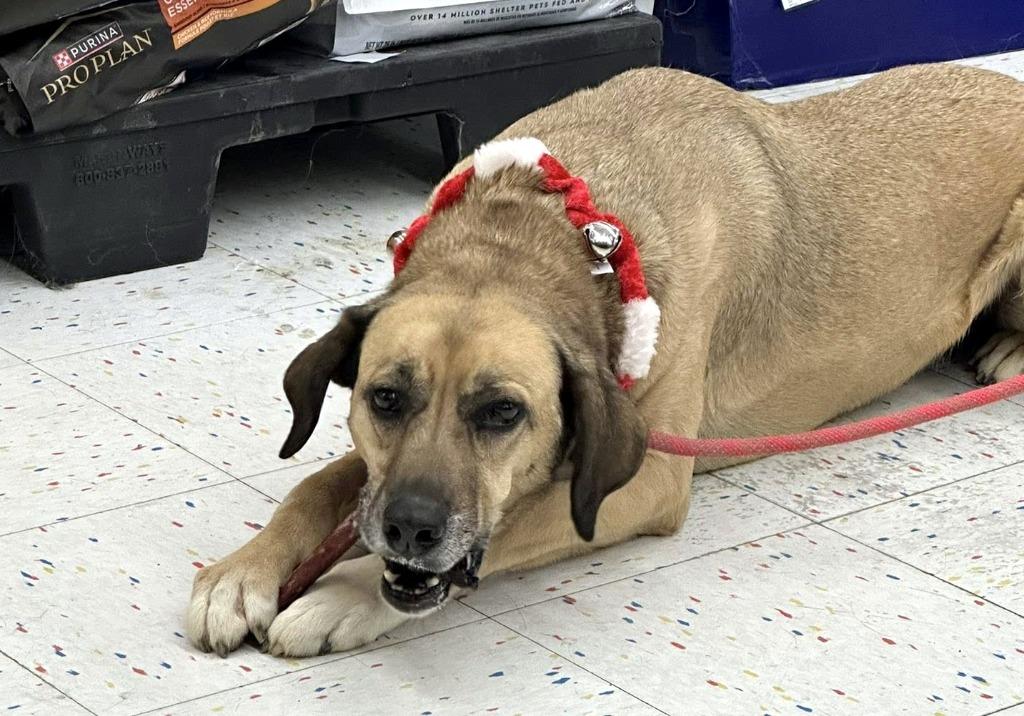 Enlarge Roper, a Adoptable Mixed Breed in Jonesboro, AR image 1/4