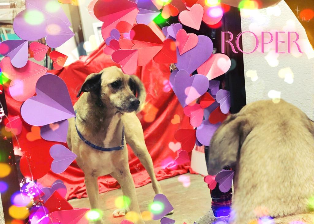 Enlarge Roper, a Adoptable Mixed Breed in Jonesboro, AR image 2/4