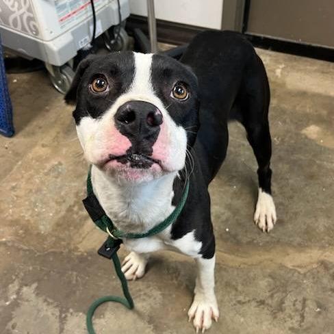 Enlarge Cement Mixer, a Adoptable Pit Bull Terrier in Cleveland, MS image 1/3