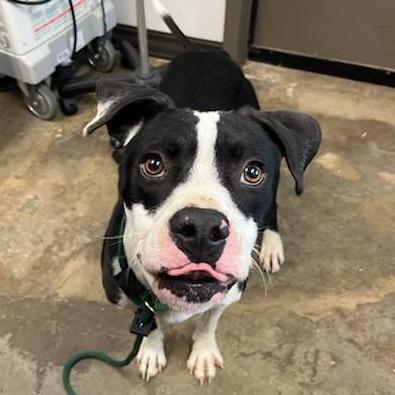 Enlarge Cement Mixer, a Adoptable Pit Bull Terrier in Cleveland, MS image 2/3