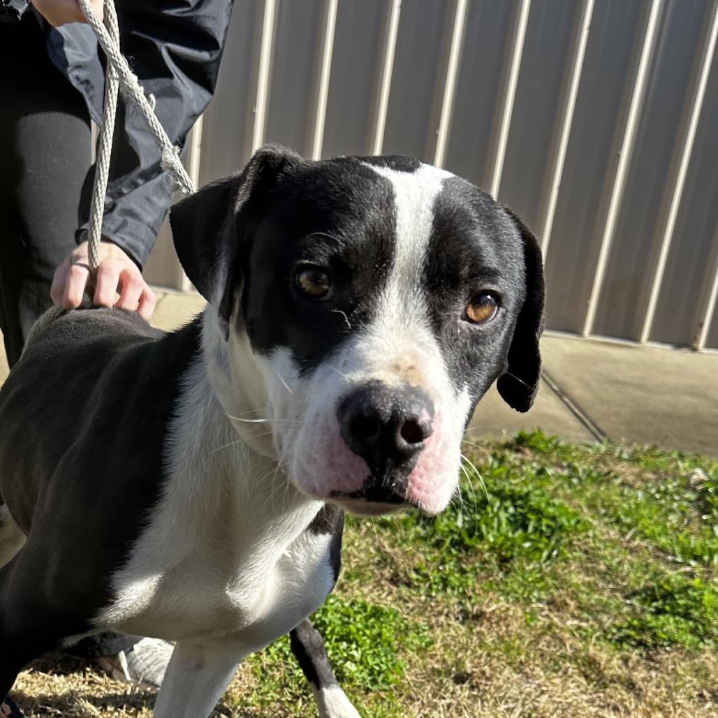 Enlarge Cement Mixer, a Adoptable Pit Bull Terrier in Cleveland, MS image 3/3