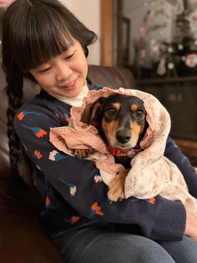 Faith, Adoptable, Adult Female Miniature Pinscher & Dachshund.