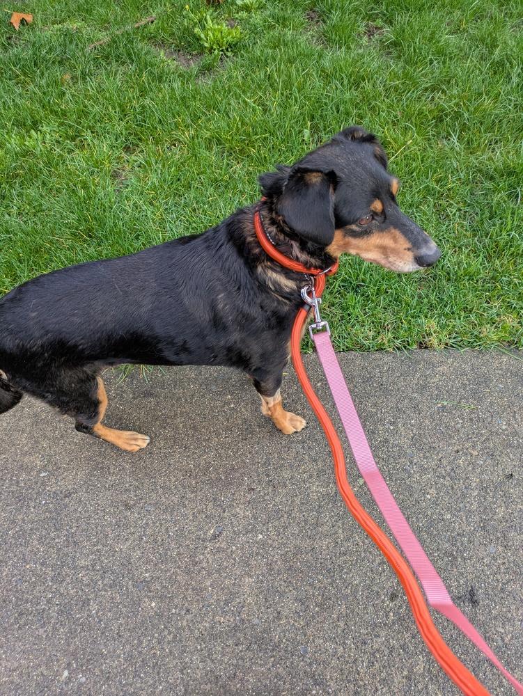 Faith, a Adoptable mixed breed in Gig Harbor, WA image 3/6