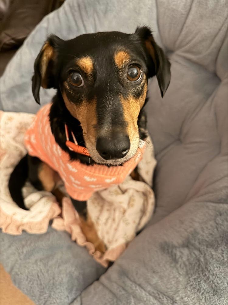 Faith, a Adoptable mixed breed in Gig Harbor, WA image 4/6