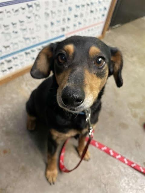 Faith, a Adoptable mixed breed in Gig Harbor, WA image 5/6