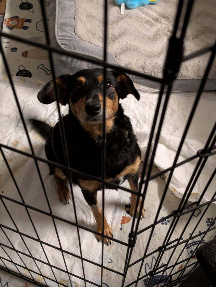 Faith, a Adoptable mixed breed in Gig Harbor, WA image 6/6