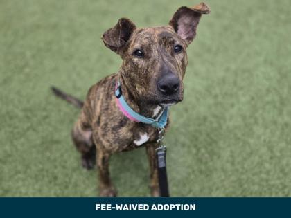 Meika, Adoptable, Adult Female Bull Terrier & Mixed Breed.