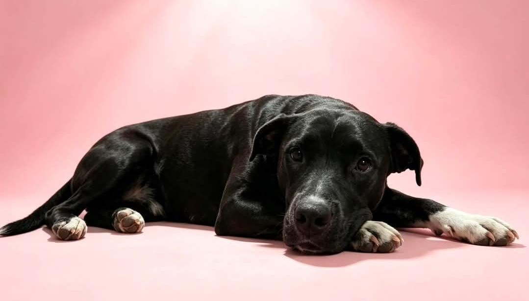 Nora, Adoptable, Adult Female Pit Bull Terrier.