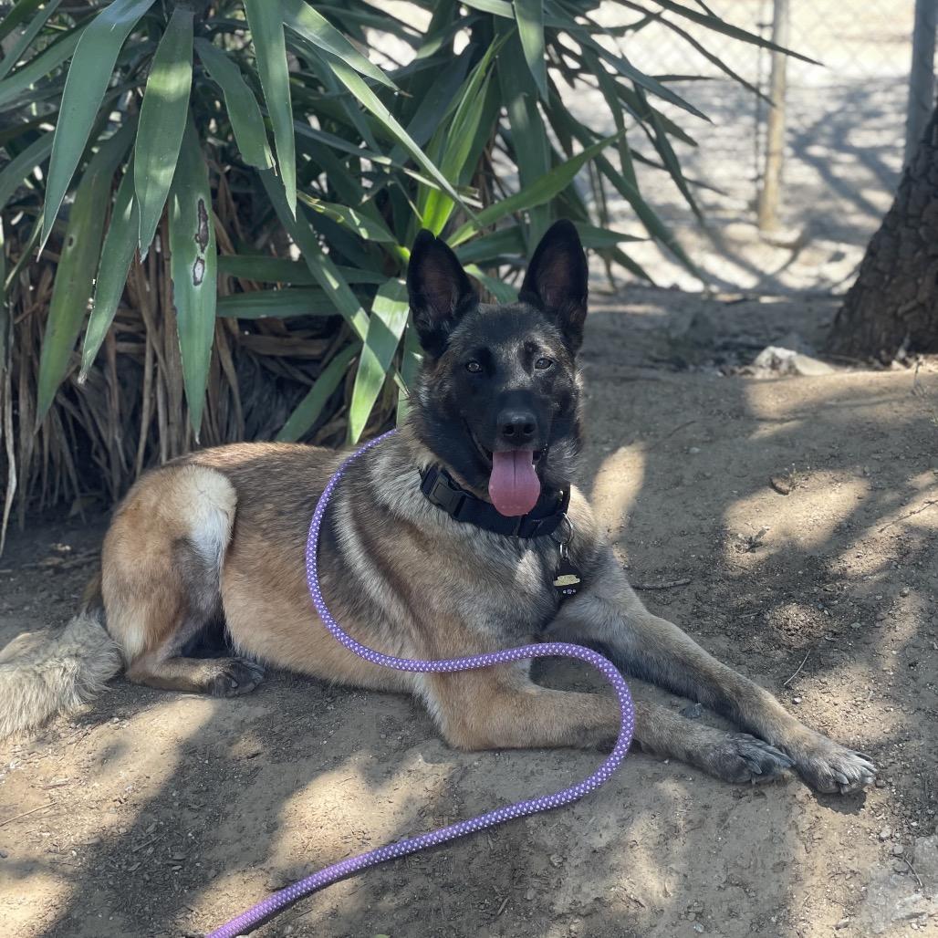 Jules, Adoptable, Adult Female Belgian Shepherd / Malinois & Mixed Breed.