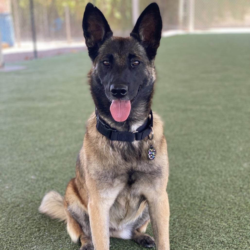 Enlarge Jules, a Adoptable mixed breed in Riverside, CA image 2/5