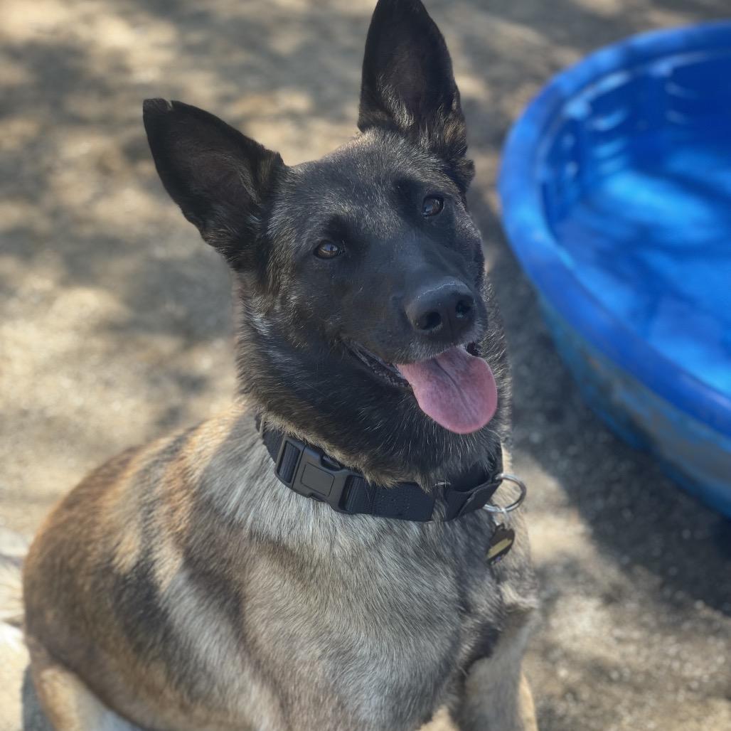Enlarge Jules, a Adoptable mixed breed in Riverside, CA image 3/5