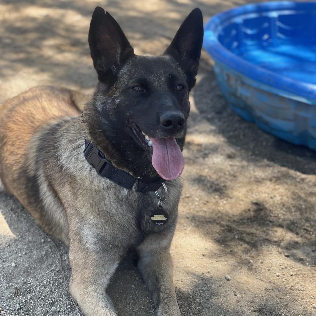 Enlarge Jules, a Adoptable mixed breed in Riverside, CA image 5/5