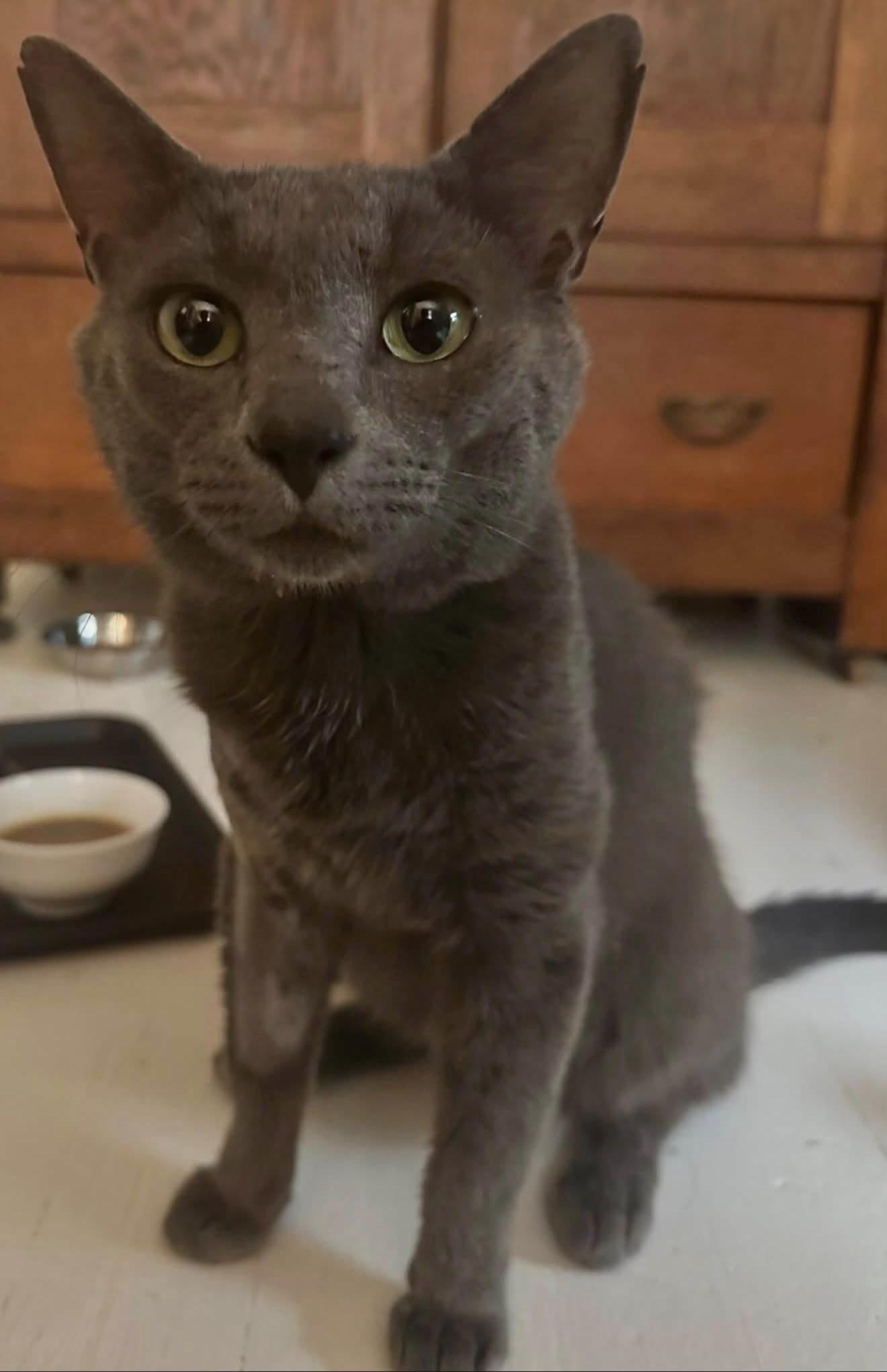 Linus, Adoptable, Adult Male Domestic Short Hair & Russian Blue.