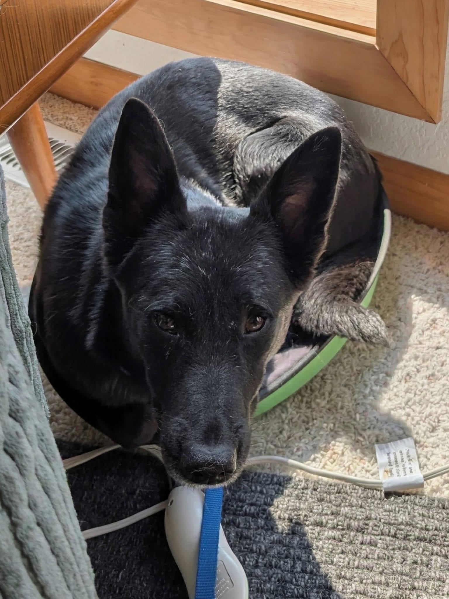 Lolli, Adoptable, Adult Female Australian Kelpie.