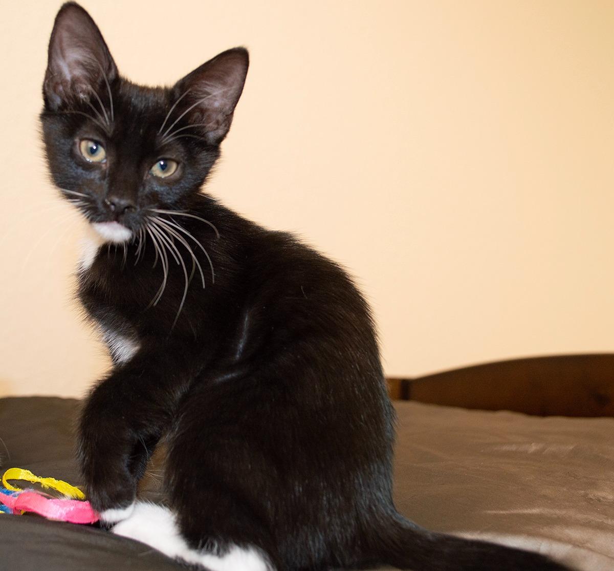 Yin, a Adoptable Tuxedo in Miami, FL image 6/6