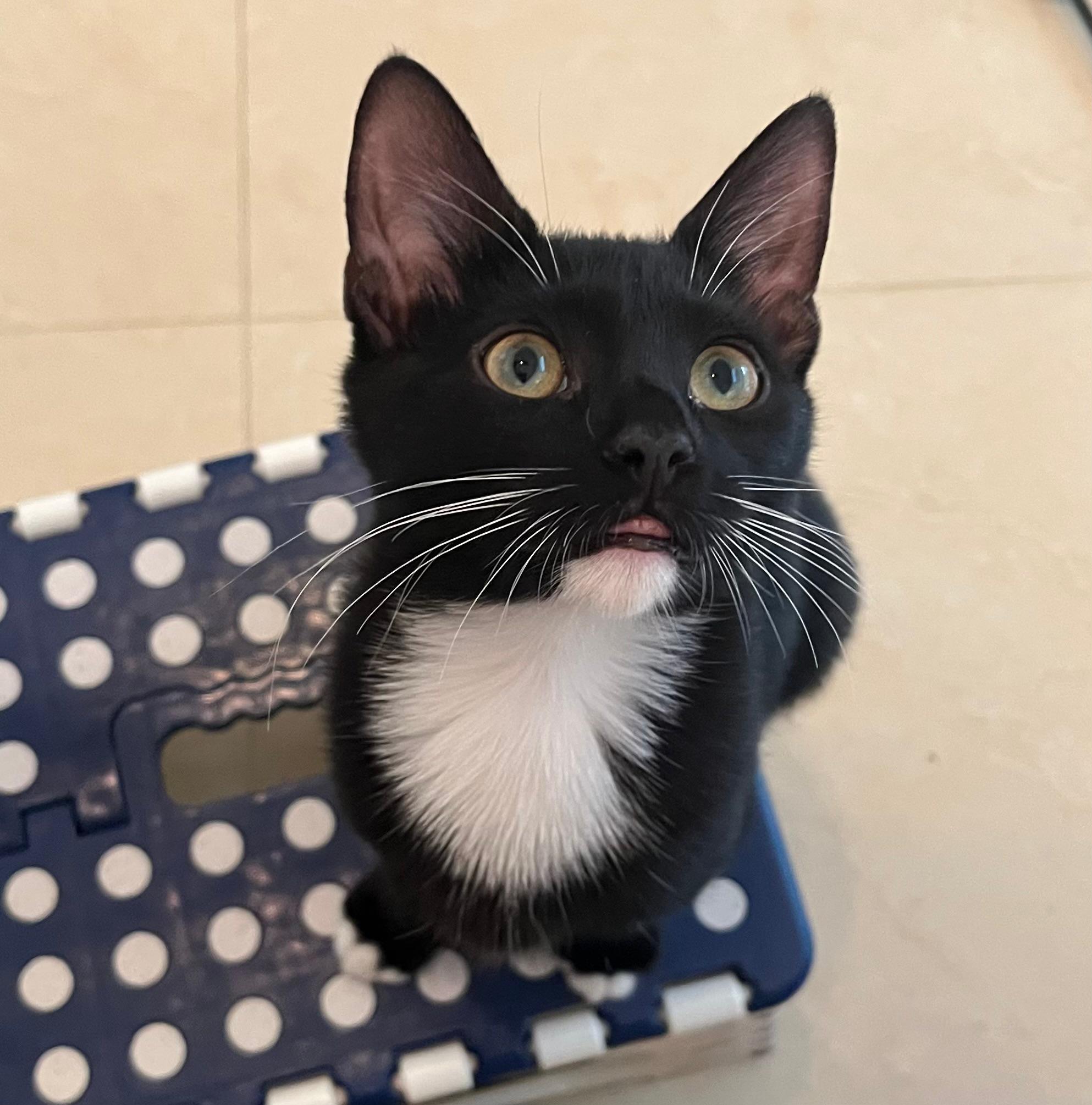 Yin, a Adoptable Tuxedo in Miami, FL image 1/6