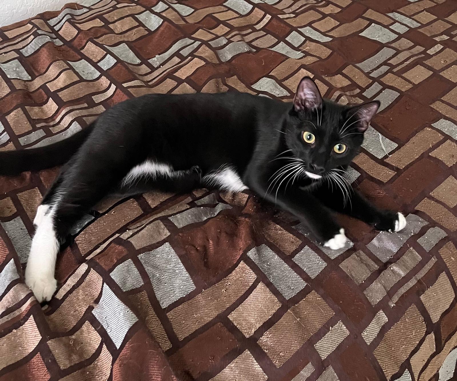 Yin, a Adoptable Tuxedo in Miami, FL image 2/6