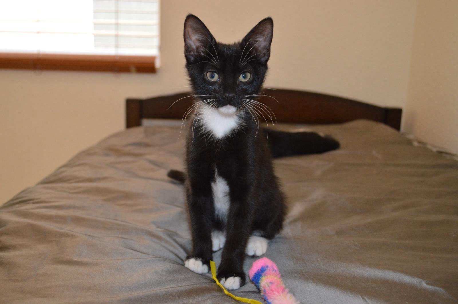 Meet Yin This super adorable and fluffy tuxedo kitty was recently rescued and is looking for a fore