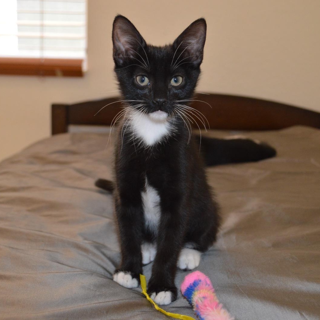 Yin, a Adoptable Tuxedo in Miami, FL image 4/6