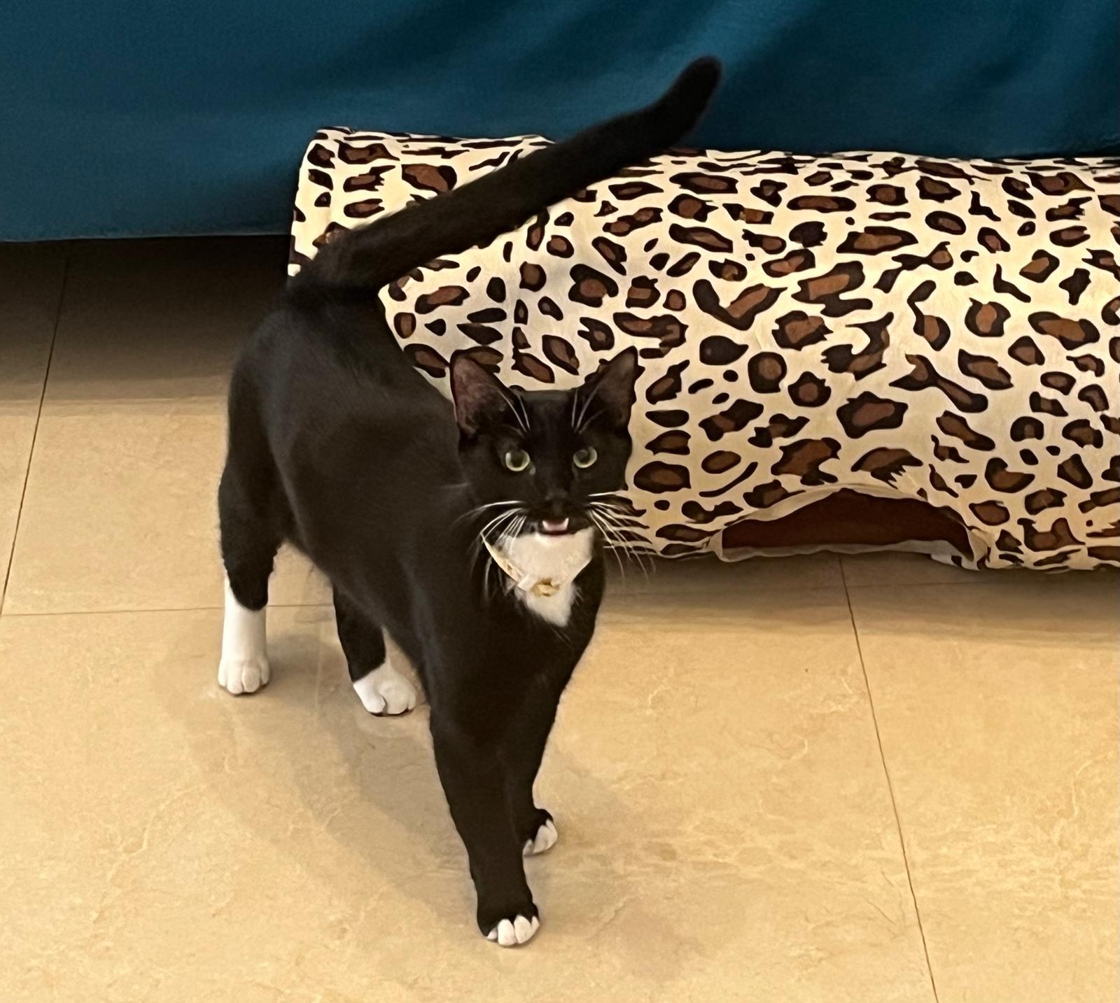 Yin, a Adoptable Tuxedo in Miami, FL image 3/6