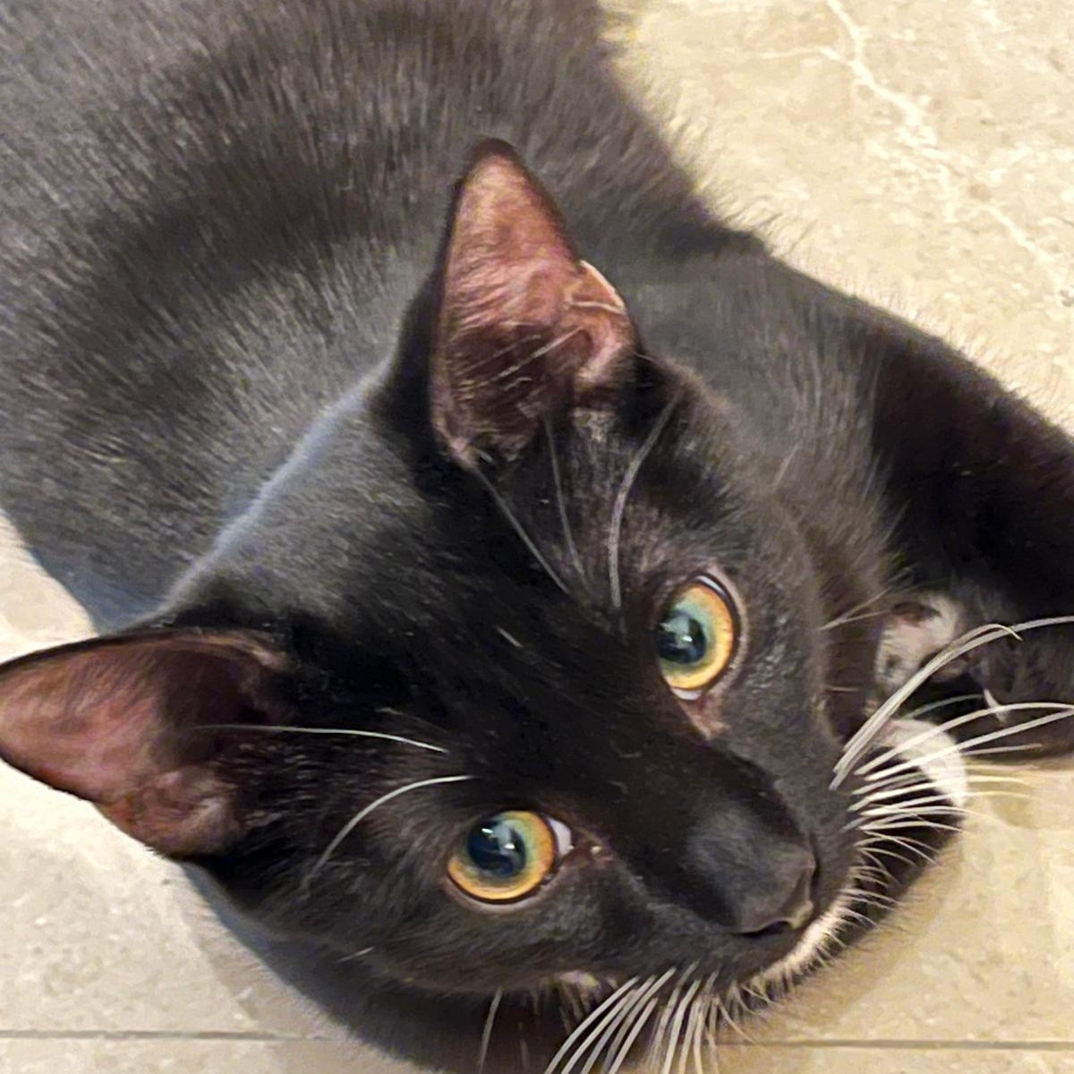 Yin, a Adoptable Tuxedo in Miami, FL image 5/6