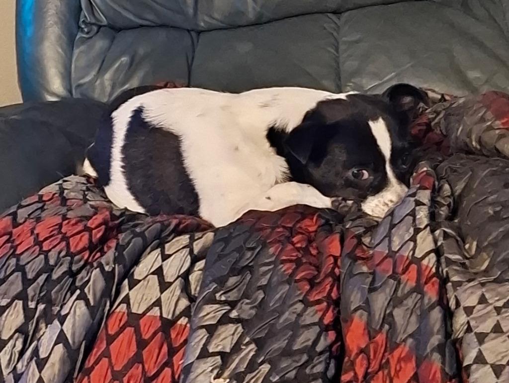 Enlarge Charlie, a Adoptable mixed breed in St. Cloud, MN image 2/3