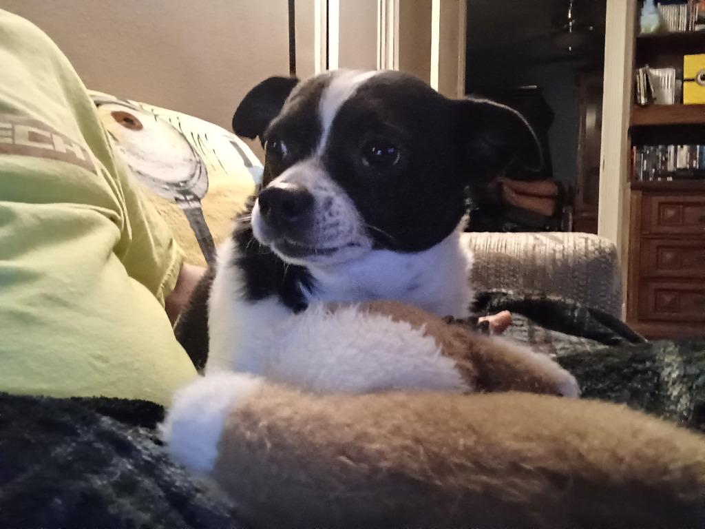 Enlarge Charlie, a Adoptable mixed breed in St. Cloud, MN image 3/3