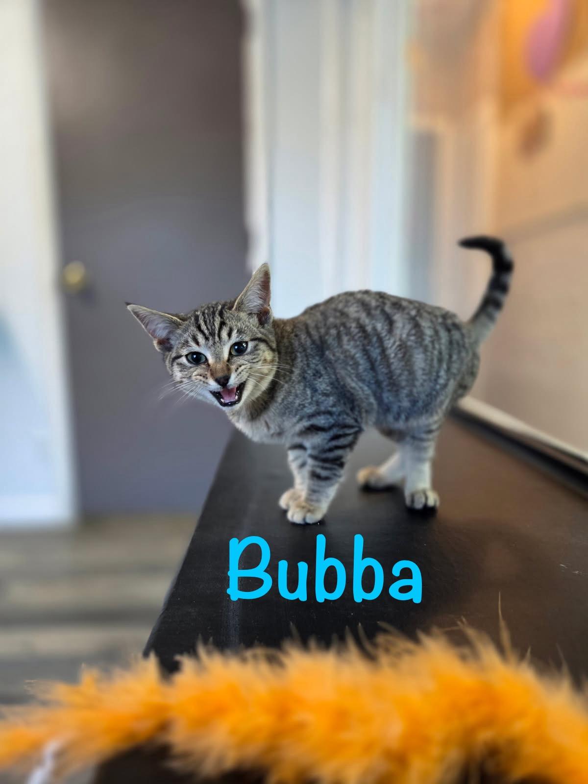 Enlarge Bubba, a ADOPTABLE Tabby in Crescent City, CA image 2/2