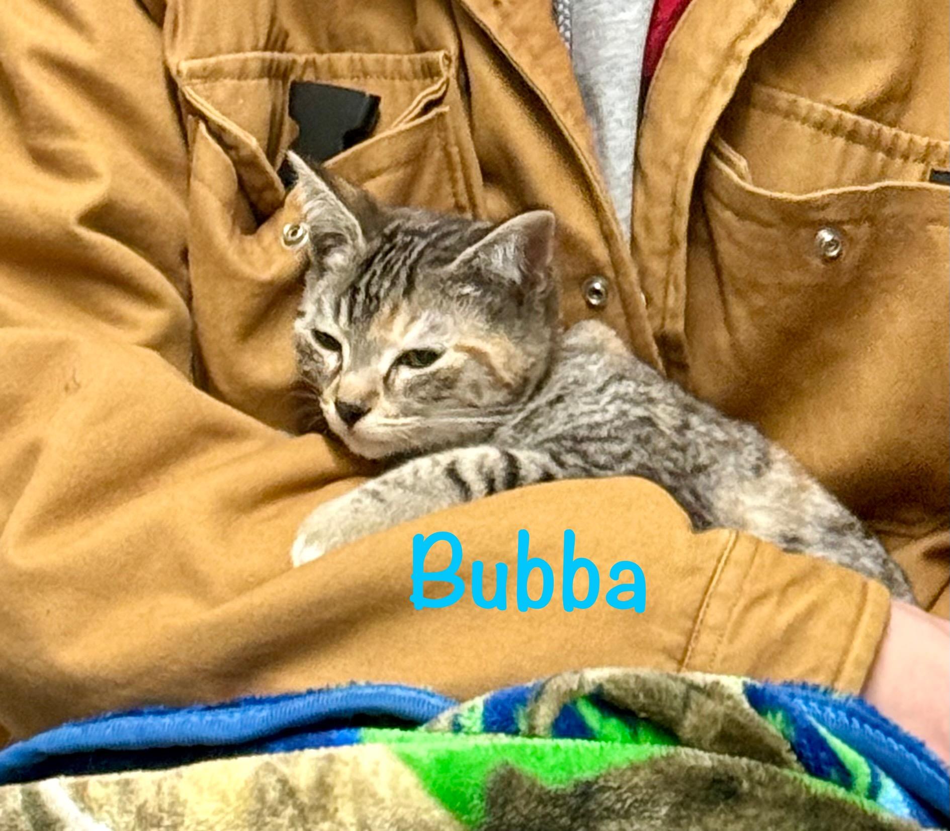 Enlarge Bubba, a ADOPTABLE Tabby in Crescent City, CA image 1/2