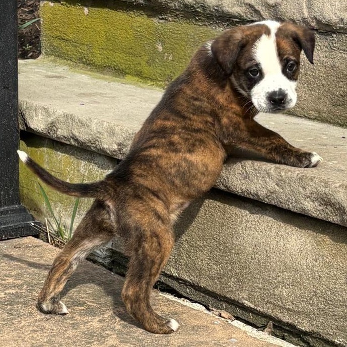 RICO "In NY: Foster or Forever Home Needed!", a Adoptable mixed breed in New York, NY image 6/6