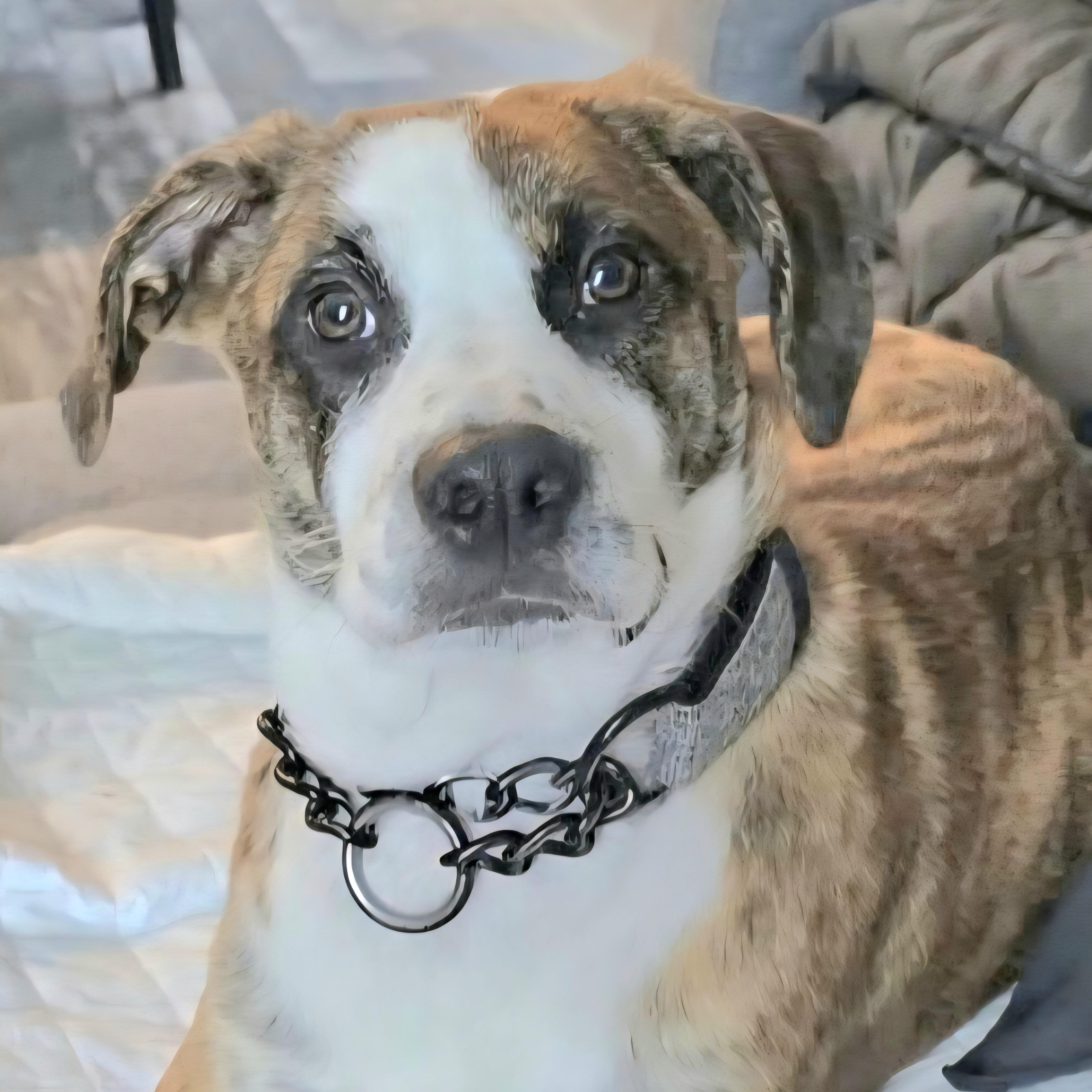 RICO "In NY: Foster or Forever Home Needed!", a Adoptable mixed breed in New York, NY image 1/6