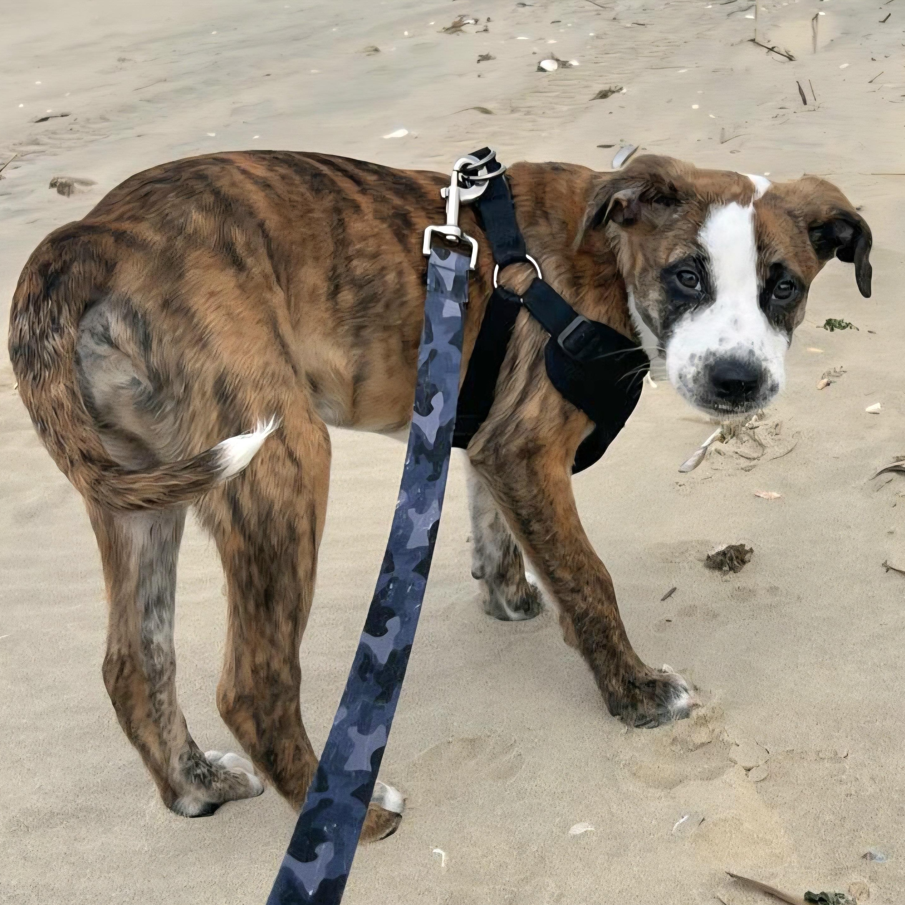 RICO "In NY: Foster or Forever Home Needed!", a Adoptable mixed breed in New York, NY image 2/6