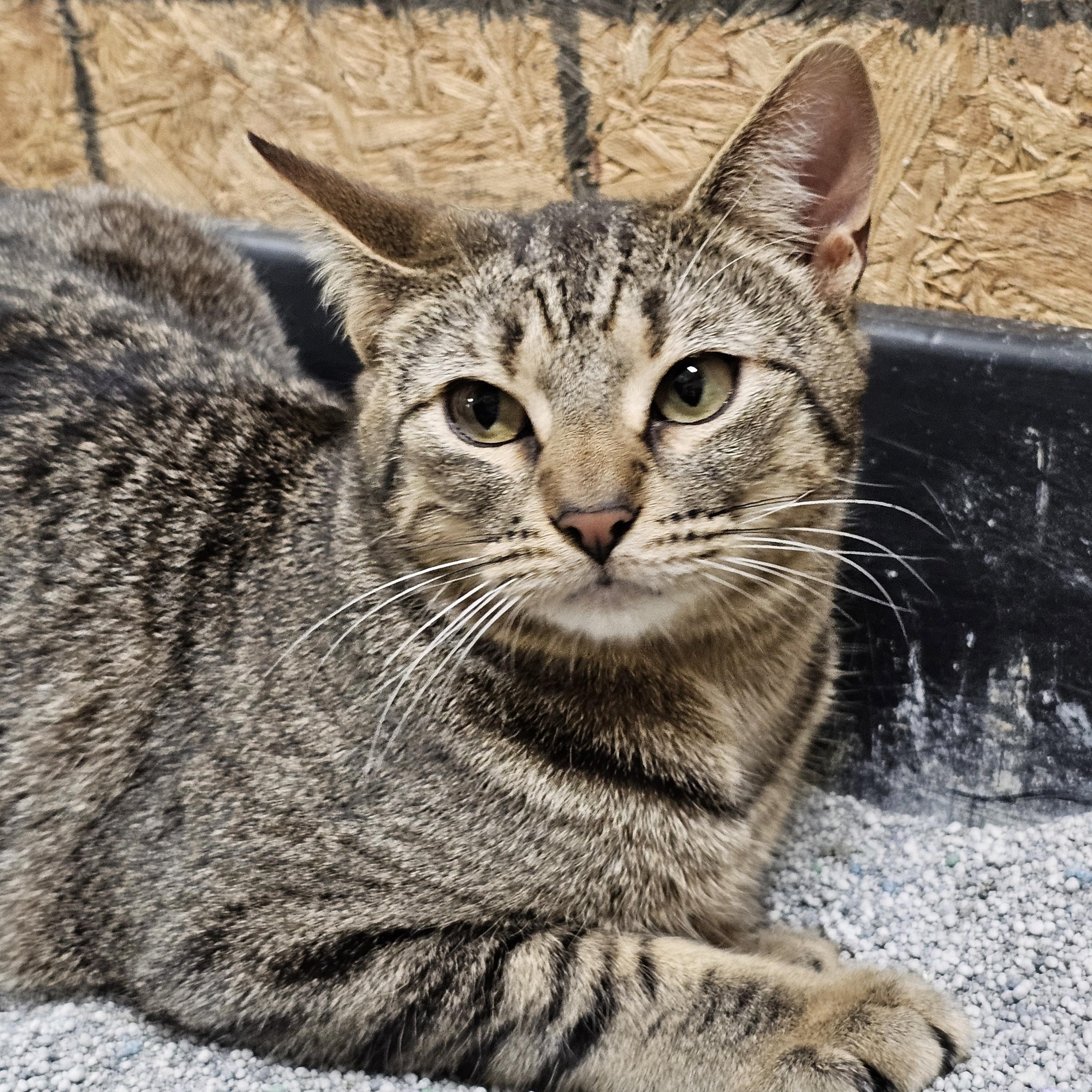 Fanta, a ADOPTABLE Tabby in Richmond, VA image 6/6